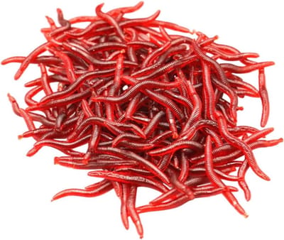 Nep Aas Worms - Kunstaas Vissen - Vissen Lokken - Realistische Textuur - 4X0.3CM - Rood