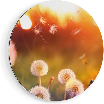 Artaza Dibond Muurcirkel Paardenbloemen Tijdens Zonsondergang - Ø 70 cm - Wandcirkel - Rond Schilderij - Voor Binnen en Buiten