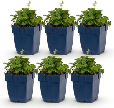 Green boutiQ - Vasteplant - Campanula posch. Lisduggan Variety - Ridderspoor - Bodembedekkend - Wit - 6 Planten - Pot 11cm - Hoogte 15-25cm