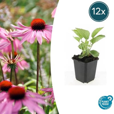 Tuinplantenshop.com | Echinacea p. 'Magnus' | 12 stuks - Ø9cm - 10-25cm hoog - Tuinplant