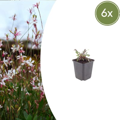 Tuinplantenshop.com | Gaura l. 'Siskiyou Pink' | 6 stuks - Ø9cm - 10-25cm hoog - Tuinplant