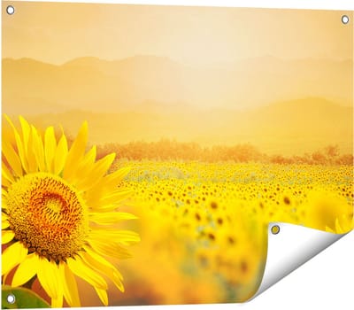 Gards Tuinposter Zonnebloemen Veld met Zonopkomst - 80x60 cm - Tuindoek - Tuindecoratie - Wanddecoratie buiten - Tuinschilderij