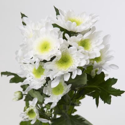 10x Chrysant radost 70cm