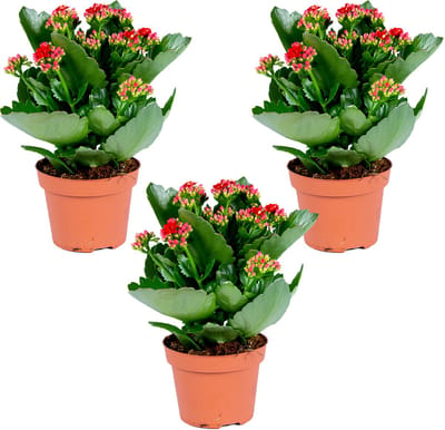 Bloomique - Set van 3 - Kalanchoé - Rode Bloemen - Kamer- en Balkonplant - Hoogte 20-30 cm - Pot 12 cm