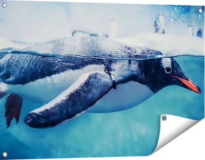 Gards Tuinposter Pingu�n Zwemt in het Water - 90x60 cm - Tuindoek - Tuindecoratie - Wanddecoratie buiten - Tuinschilderij