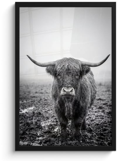 Poster in lijst - Fotolijst 40x60 cm - Posters - Schotse hooglander - Zwart - Wit - Gras - Posterlijst zwart - Decoratie - Wanddecoratie woonkamer - Muurdecoratie slaapkamer