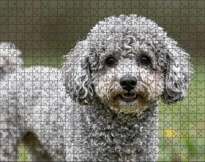 Puzzel Poedel | 500 stukjes | Dierenpuzzel | Hondenpuzzel
