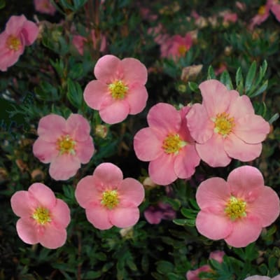Vijfvingerkruid (Potentilla Fruticosa) - Pink Queen - Ganzerik - Vaste planten - Bijen-Vlinders - Haagplanten - Zomerbollen - Voorjaarsbollen