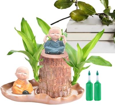 Braziliaanse Houtplant - Hydrocultuurplant Kamerplant - Interieur Decoratie - Met Monniksbeelden - 15 cm pot - Niet gespecificeerd
