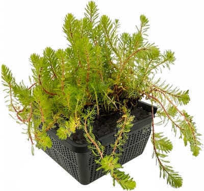 vdvelde.com - Aarvederkruid vijverplantenset (Myriophyllum Brasiliensis) - Zuurstofplant - Anti alg - Helder water - Voor vissen - 4 planten met vijvermand, klei, substraat & voeding