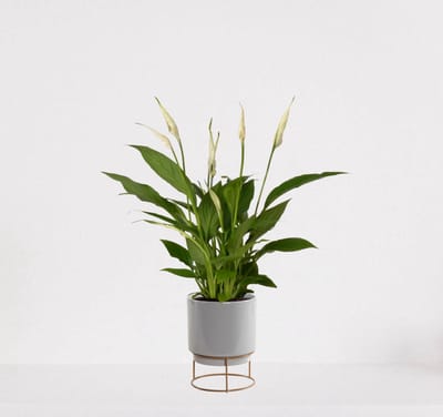 Spathiphyllum in sierpot Emma Grijs  – witte kamerplant – luchtzuiverende lepelplant - ↕35-50cm - Ø13 – geleverd met plantenpot – vers uit de kwekerij