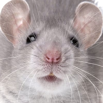 Curiosi Q-puzzel (moeilijke stukjes) - Dier - Muis (49 stukjes)