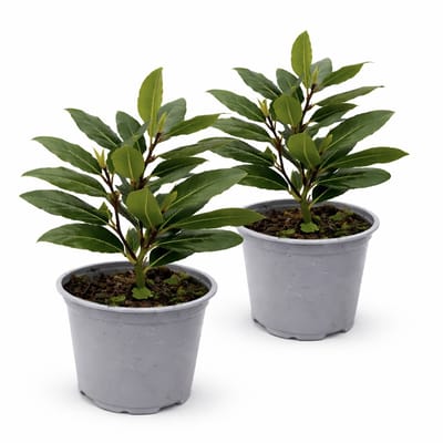 Eetbare Laurier Plant – 2 stuks - Laurus Nobilis – Keukenlaurier – Groenblijvend – Kruidenplant – Voor Tuin, Balkon en Terras