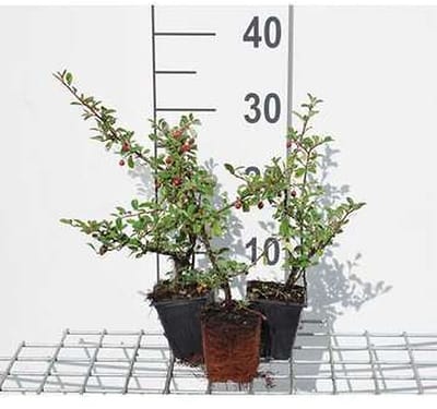 12x Dwergmispel - Cotoneaster suec. 'Coral Beauty' | 9x9 cm pot
