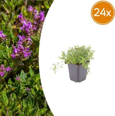 Tuinplantenshop.com | Thymus serpyllum | 24 stuks - Ø9cm - 10-25cm hoog - Tuinplant
