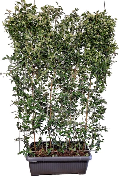 Green Harmony | Viburnum tinus - Sneeuwbal - Kant-en-Klaar Haag - 120 x 180 cm