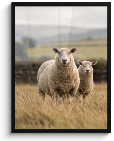 Poster in lijst - Fotolijst 60x80 cm - Posters - Schapen - Weidenlandschap - Heuvels - Posterlijst zwart - Decoratie - Wanddecoratie woonkamer - Muurdecoratie slaapkamer