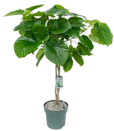 Beautanic lifestyle - Kamerplant Ficus Umbellata Twisted Stem Potma...