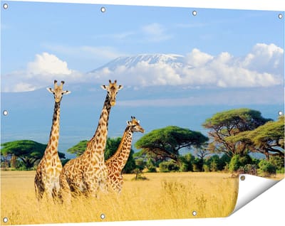 Gards Tuinposter Drie Giraffes in de Savanne - 120x80 cm - Tuindoek - Tuindecoratie - Wanddecoratie buiten - Tuinschilderij