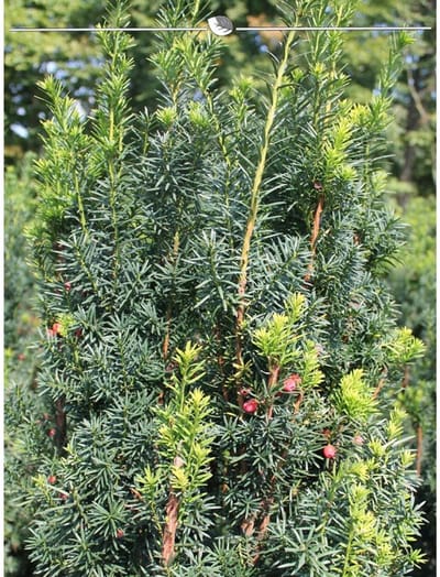 Venijnboom Taxus media Hicksii 40-50 cm, 50x Haagplant