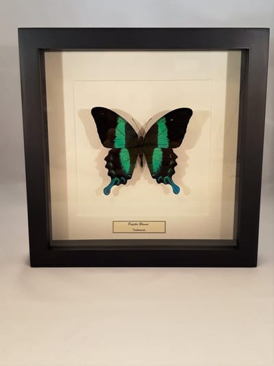vlinder in kader, Morpho Helenor