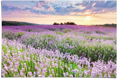 Poster Lavendel veld - 61 x 91,5 - Papier - REINDERS