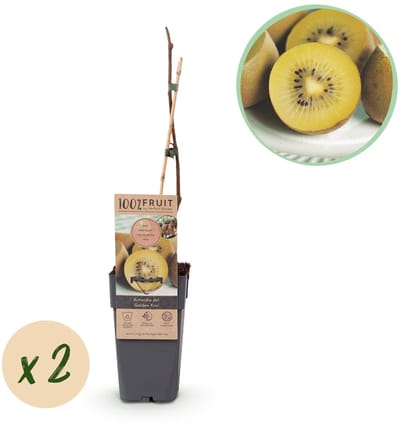Green boutiQ - Fruitplant - Actinidia deliciosa Golden Kiwi - Kiwiplant - Vrouwelijk - Gele Vrucht - 2 Planten - Pot 15cm - Hoogte 50cm