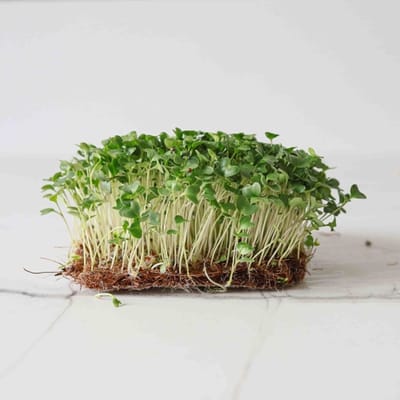 Spruit- Kiemgroente Broccoli Calabrese ca 10 gram