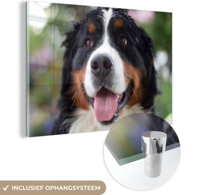 ® Glasschilderij 180x120 cm - Schilderij acrylglas - Vooraanzicht van het hoofd van de Berner Sennenhond - Foto op glas - Muurdecoratie woonkamer - Wanddecoratie slaapkamer - Schilderijen
