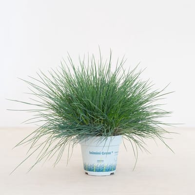 JUNAVERA Festuca glauca 'Compacta Blue' (blauw schapengras) | 20 cm hoog | In 10 cm pot | Compact siergras