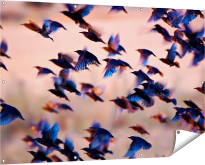 Gards Tuinposter Groep Vliegende Blauwe Spreeuw Vogels - 150x100 cm - Tuindoek - Tuindecoratie - Wanddecoratie buiten - Tuinschilderij