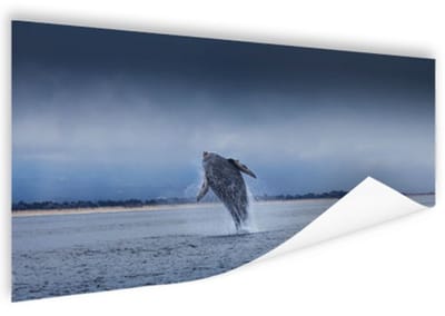 Brede foto van springende walvis Poster 150x75 cm - Foto print op Poster (wanddecoratie woonkamer / slaapkamer)