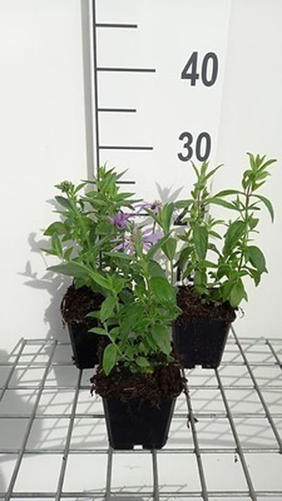 6x Pycnanthemum - Pycnanthemum pilosum | 9x9 cm pot
