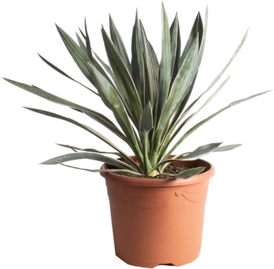 Trendyplants - Yucca Gloriosa - Tuinplant - Hoogte 70-90 cm - Potmaat Ø24cm