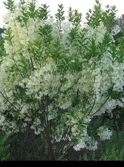 Chionanthus virginicus - Sneeuwvlokkenboom, Sneeuwvlokkenstruik 30- 50 cm in pot