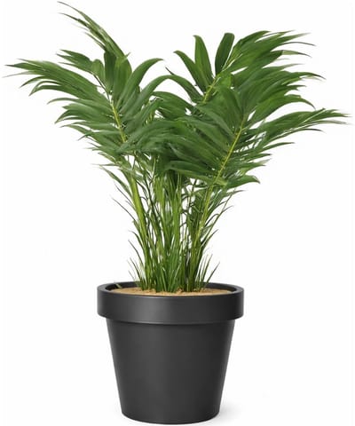 Mega Collections Plantenpot - kunststof - zwart - buiten - D35 x H31 cm - bloempot