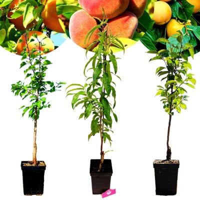 Set van 3 Exotische fruitbomen - 1 Abrikoos, 1 Perzik, 1 Kaki - Hoogte +100cm - 5 Liter pot - Mix A