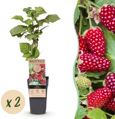 Green boutiQ - Fruitplant - Rubus Thornless Loganberry - Braamboos - Winterhard - Rode Vrucht - 2 Planten - Pot 15cm - Hoogte 50cm