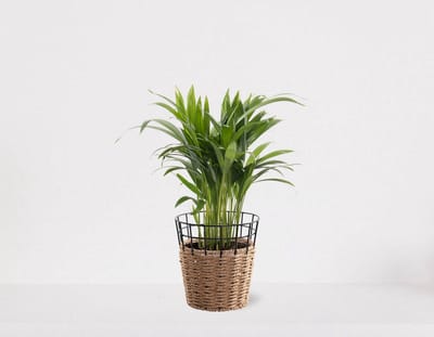 Areca in siermand May Naturel – groene kamerplant – luchtzuiverend - 35-50cm - Ø13 – geleverd met plantenpot – vers uit de kwekerij