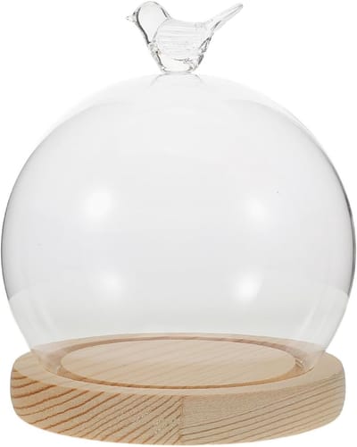 Set van transparante glazen bel met decoratieve displaycase voor bewaarde bloemen en DIY-projecten