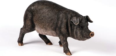 Iberisch Varken - Hamac - Tuinbeeld