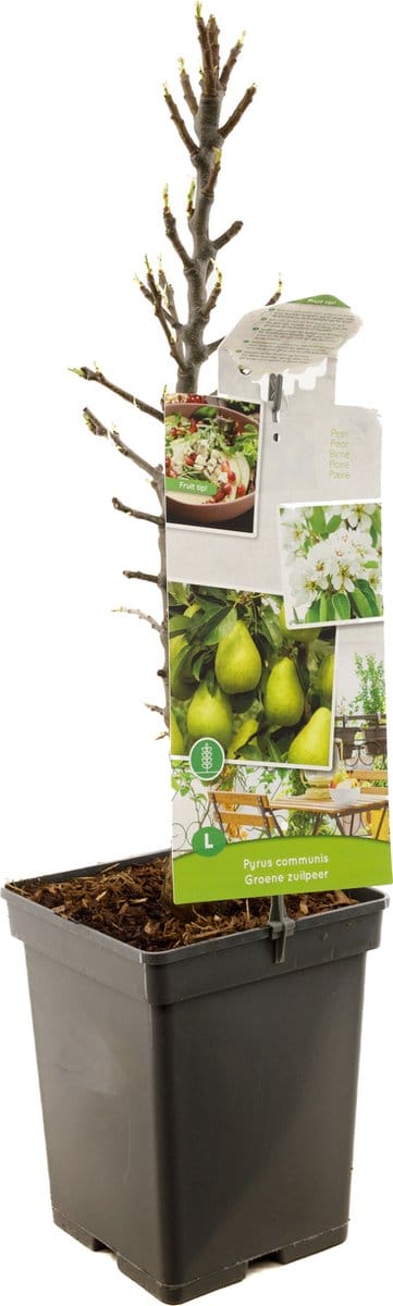 Pyrus communis Groene Zuilpeer | perenboom | Ø 18 cm