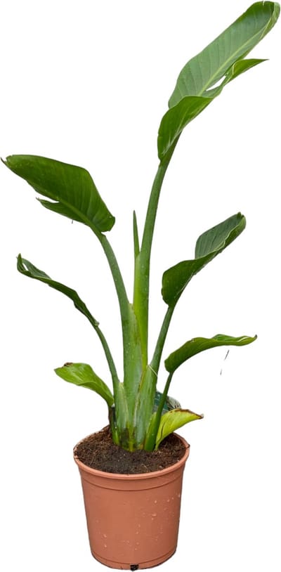 Tropictrees - Strelitzia Reginae - Paradijsvogelbloem - Kamerplant - Hoogte ca. 100cm - Binnenplant