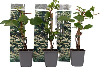 Plant in a Box - Set van 3 Hydrangea 'Petiolaris’ - Klimhortensia - Pot 9cm - Hoogte 25-40cm