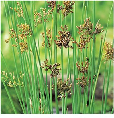 Moerings Juncus Inflexus | Zeegroene Rus | In 18CM Mand Kant en Klaar