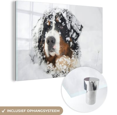® Glasschilderij 180x120 cm - Schilderij acrylglas - Besneeuwde Berner Sennenhond - Foto op glas - Muurdecoratie woonkamer - Wanddecoratie slaapkamer - Schilderijen