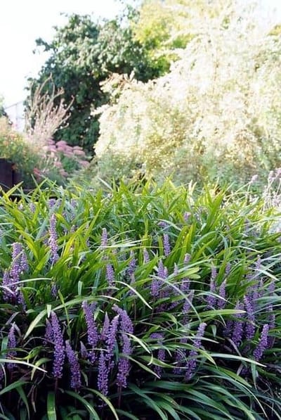 Liriope m. Ingwersen - Set van 6 - Leliegras - Pot 2 Liter - Paarse Bloem - Wintergroen