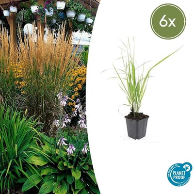 Tuinplantenshop.com | Calamagrostis acut. 'Karl Foerster' | 6 stuks - Ø9cm - 10-25cm hoog - Tuinplant