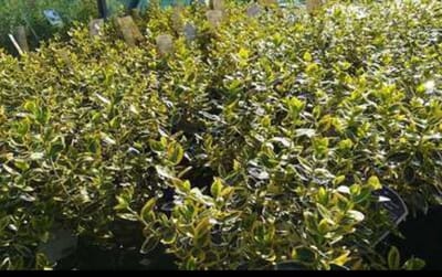 2 x Euonymus fort. 'Em. 'n Gold' - Kardinaalshoed, Kardinaalsmuts , 15- 20 cm in pot
