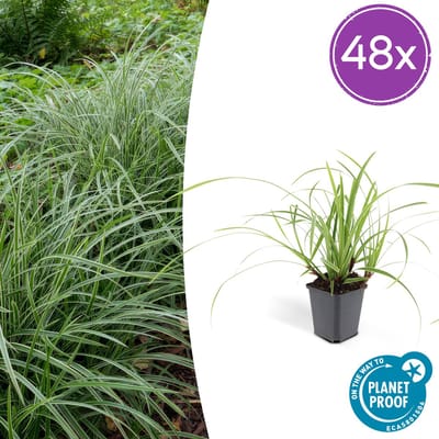 Tuinplantenshop.com | Carex morrowii 'Ice Dance' | 48 stuks - Ø9cm - 10-25cm hoog - Tuinplant